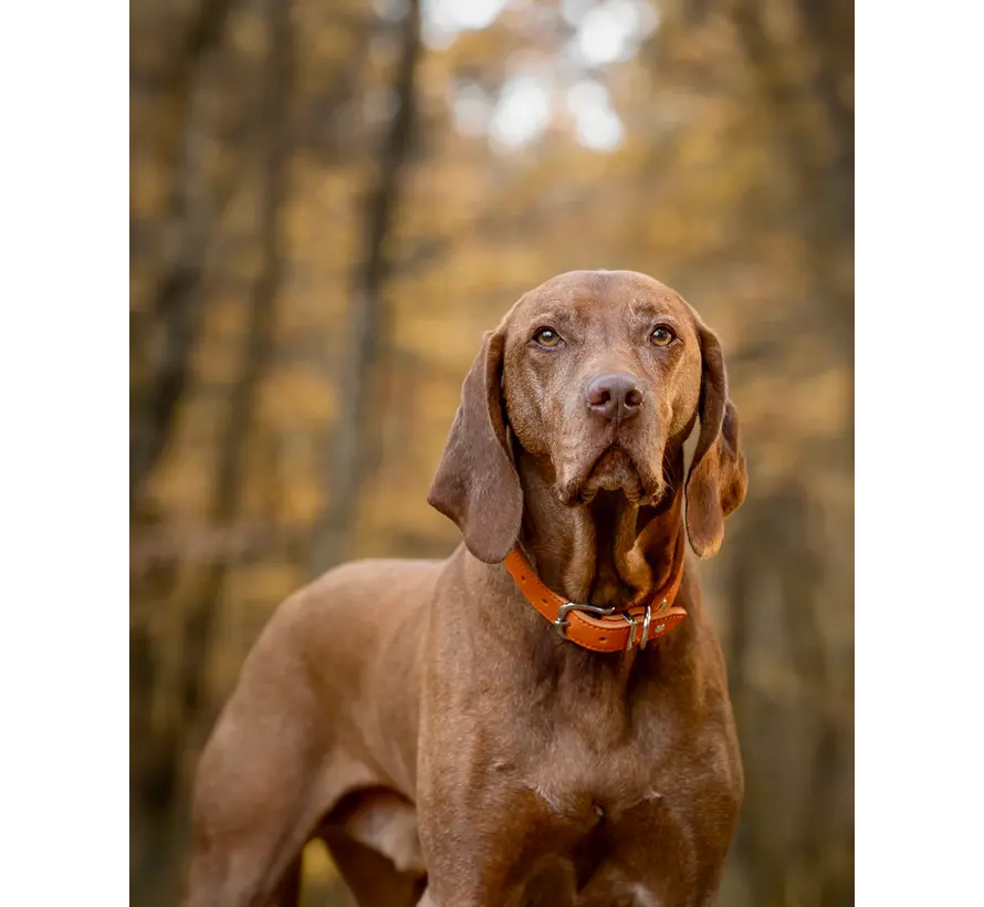 Dog Collar Mono Pop Orange