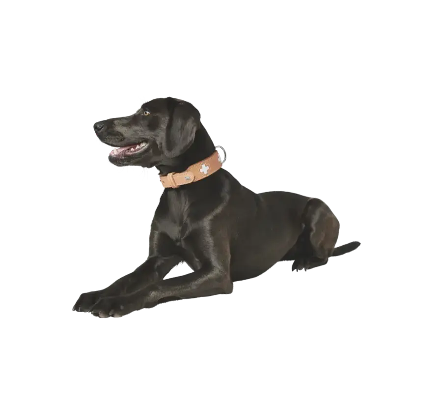 Dog Collar Swiss Beige