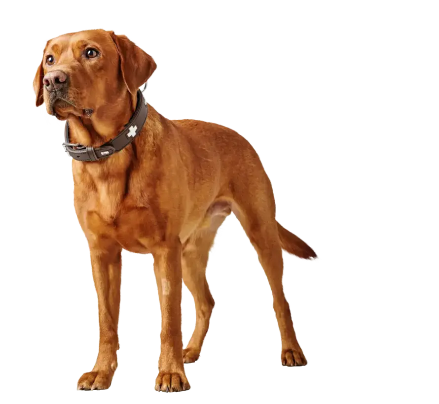 Hondenhalsband Swiss Bruin