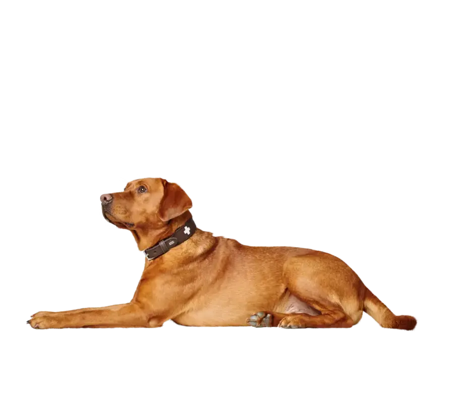 Hondenhalsband Swiss Bruin