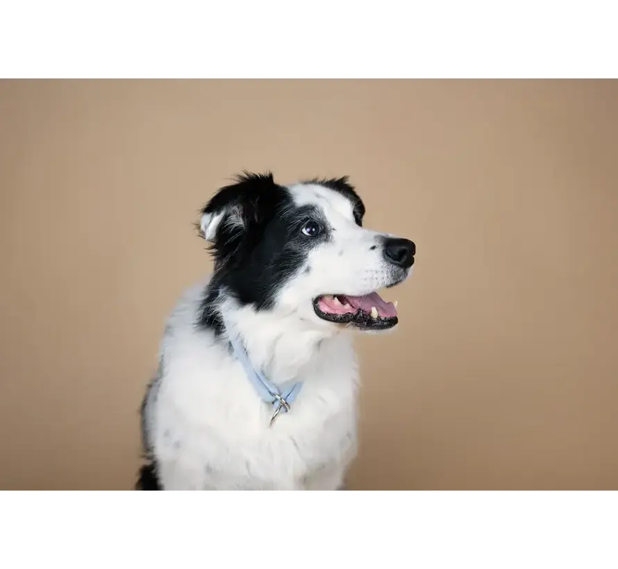 Dog Retriever Collar Ice Blue