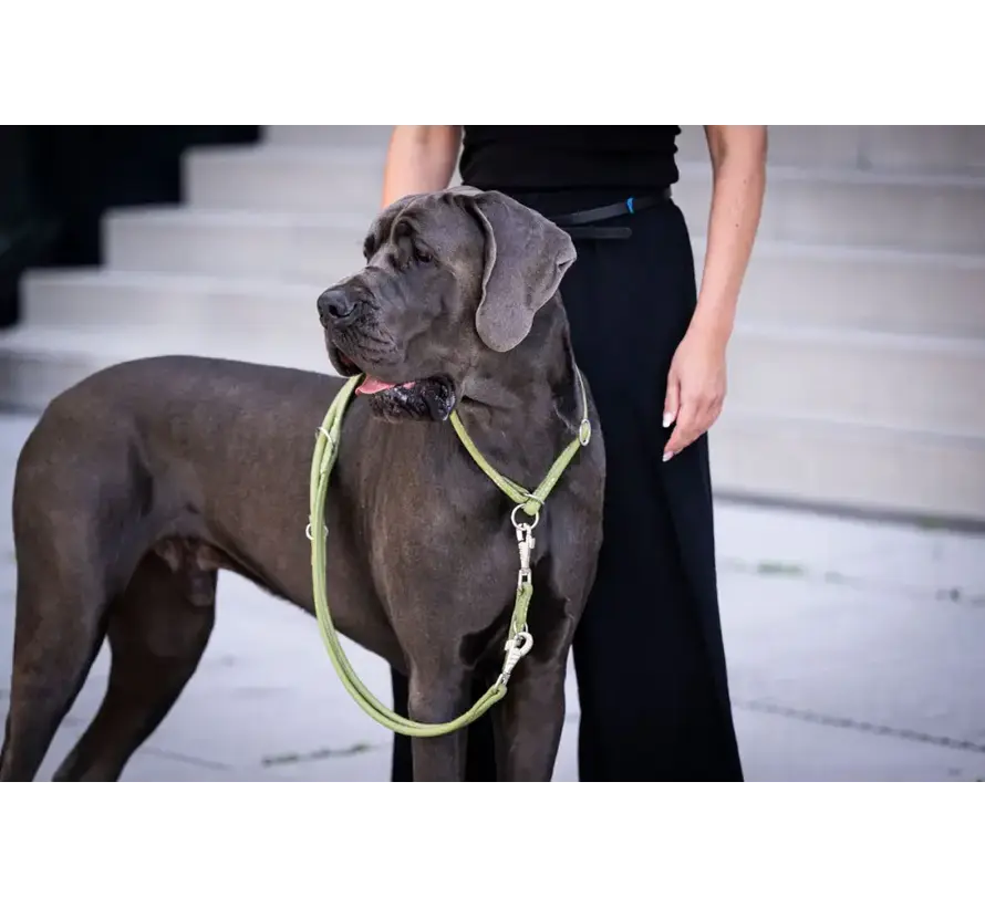 Dog Retriever Collar Lime