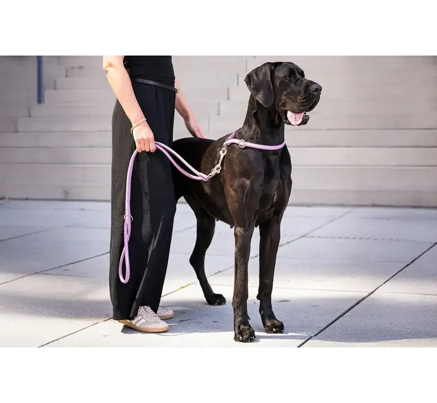 Dog Retriever Collar Lavender