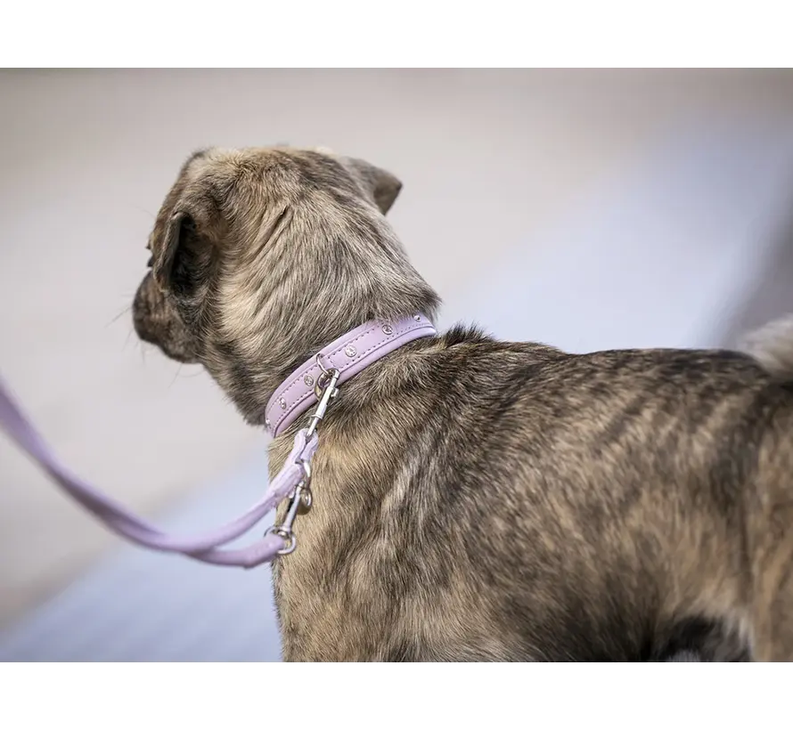 Dog Collar Mini Sunrise Lilac