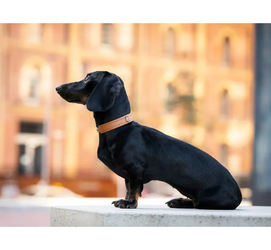 Dog Collar Mini Classic Cognac Gold
