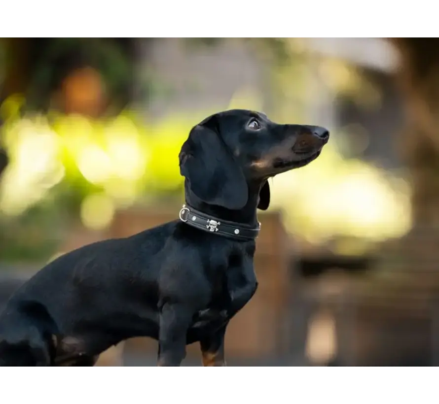 Dog Collar Mini Skull and Bones