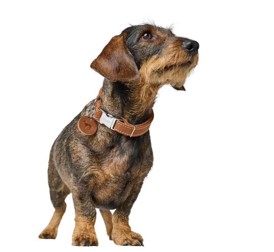 Dog Collar Aalborg Alu Strong Cognac