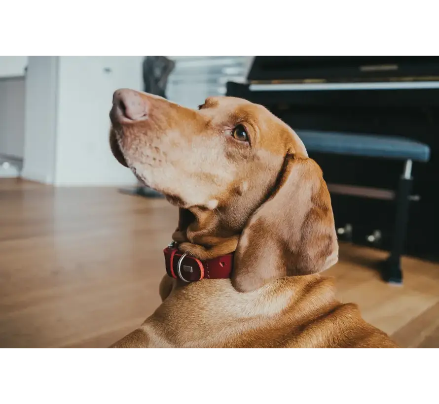 Dog Collar Aalborg Soul Red