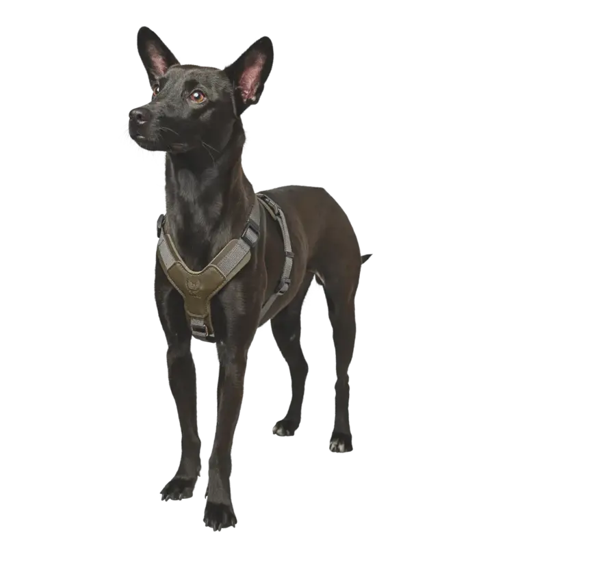Dog Harness Aalborg Mixed Olive