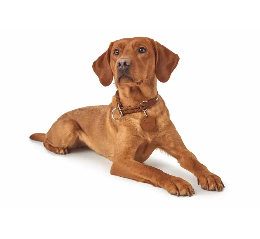 Retriever Collar Solid Education Cognac