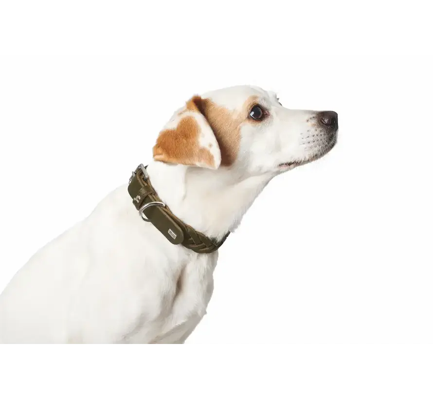 Dog Collar Solid Education Special Olive