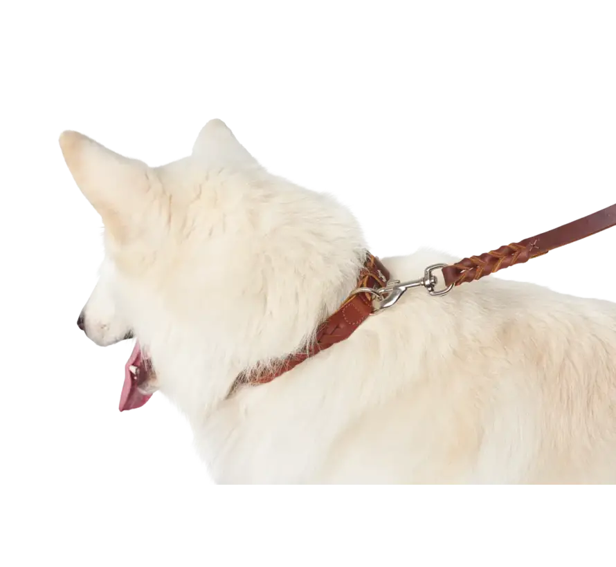 Dog Collar Solid Education Special Cognac