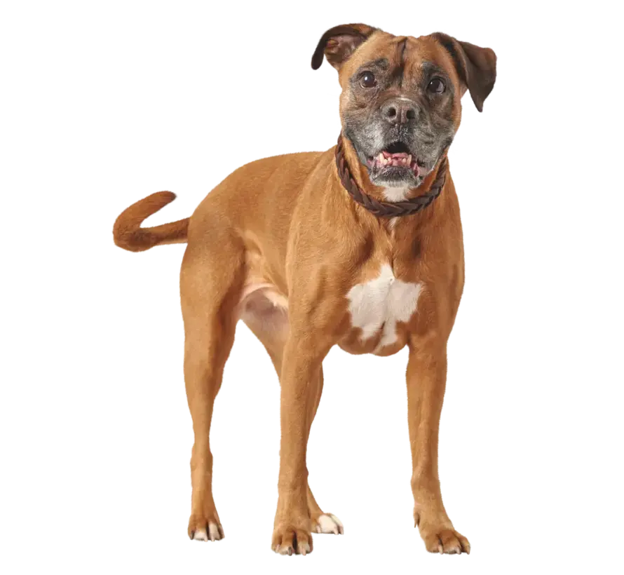 Dog Collar Solid Education Special Brown