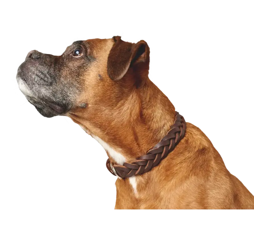 Hondenhalsband Solid Education Special Bruin