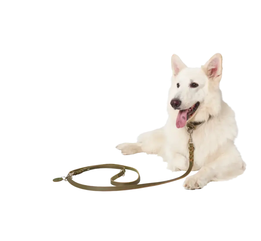 Adjustable Dog Leash Solid Education Olive