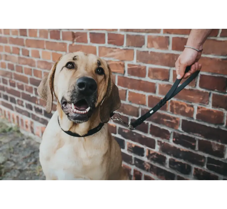 Short Dog Leash Solid Education