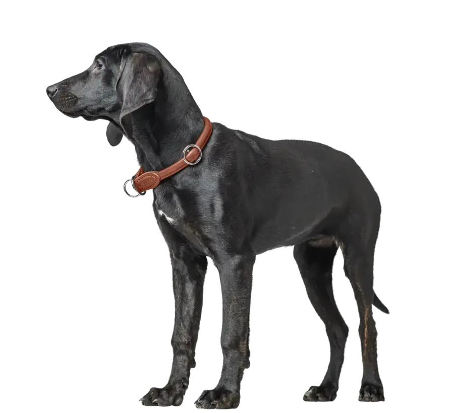 Retriever Collar Round & Soft Canadian Up Cognac