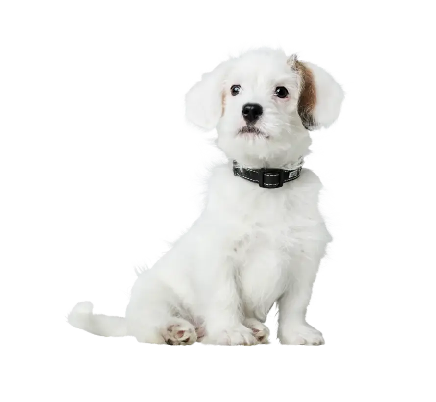 Mini Dog Collar Canadian Up Black