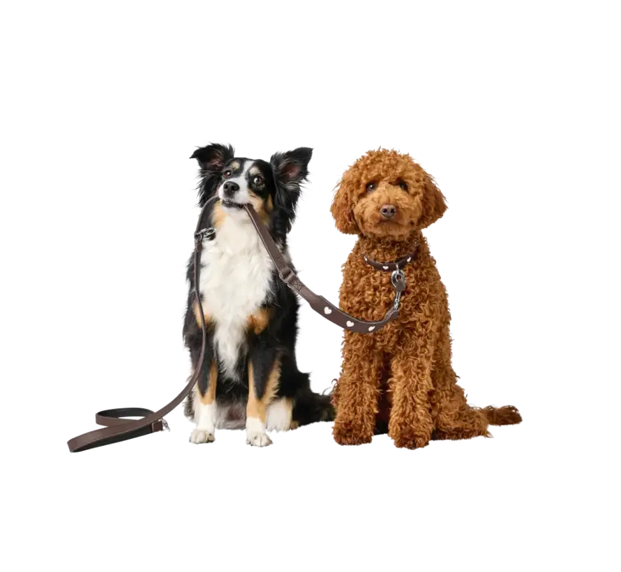 Adjustable Dog Leash Love Brown