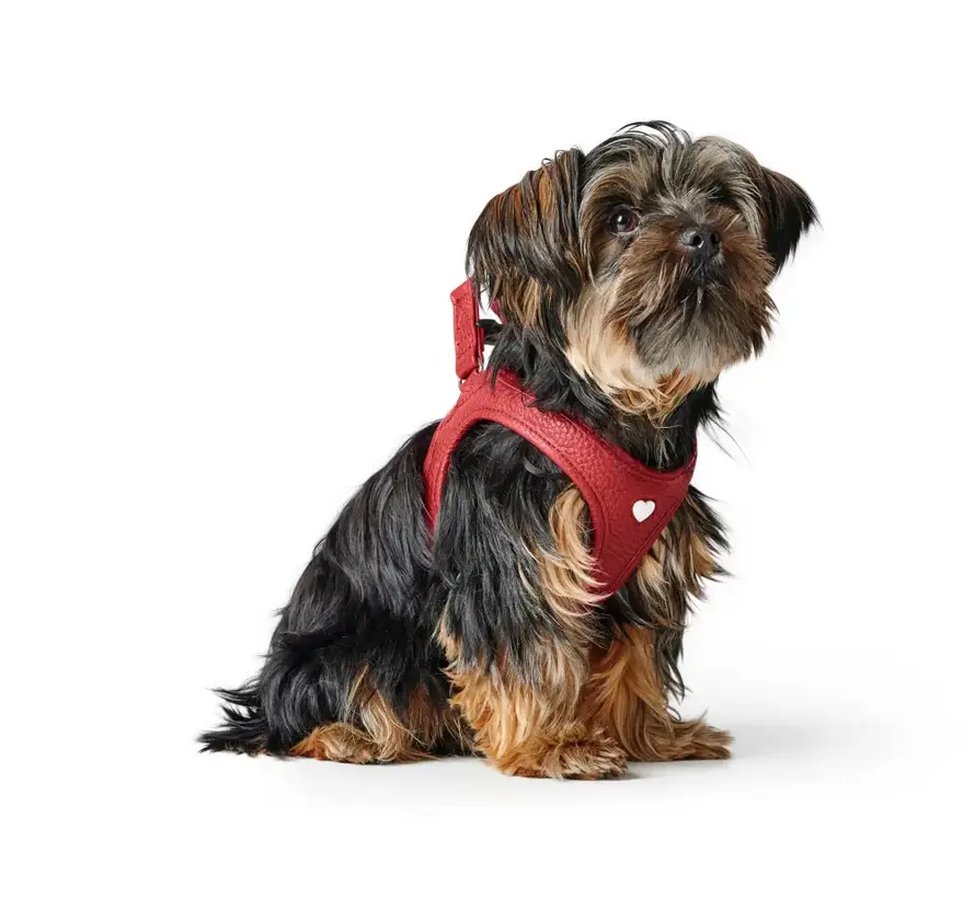 Dog Harness Love Red