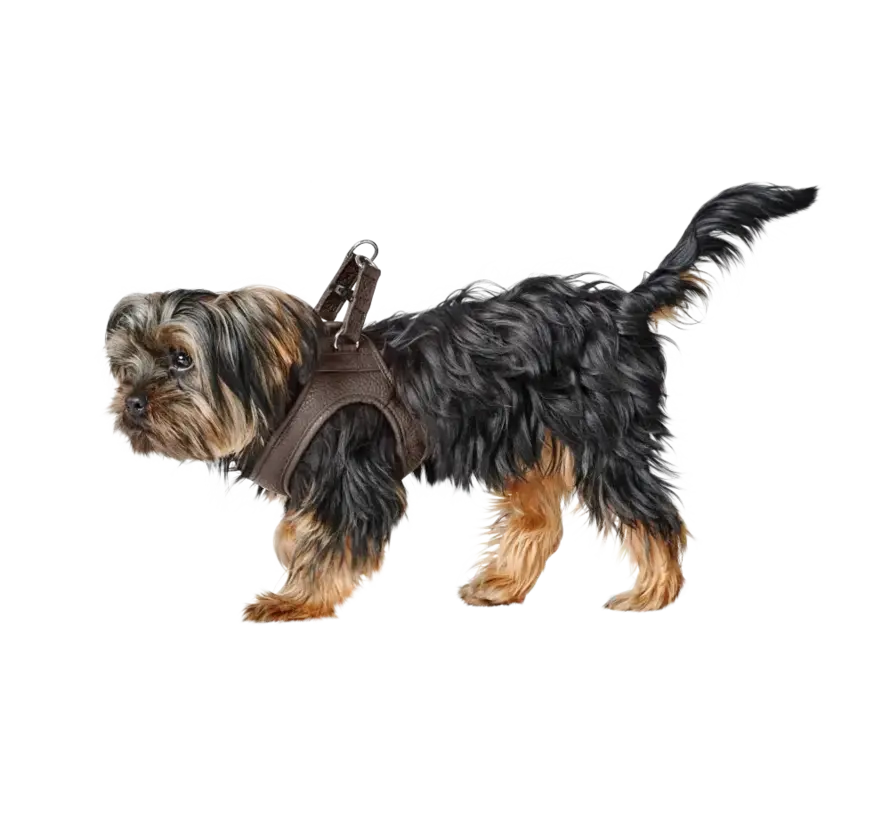 Dog Harness Love Brown