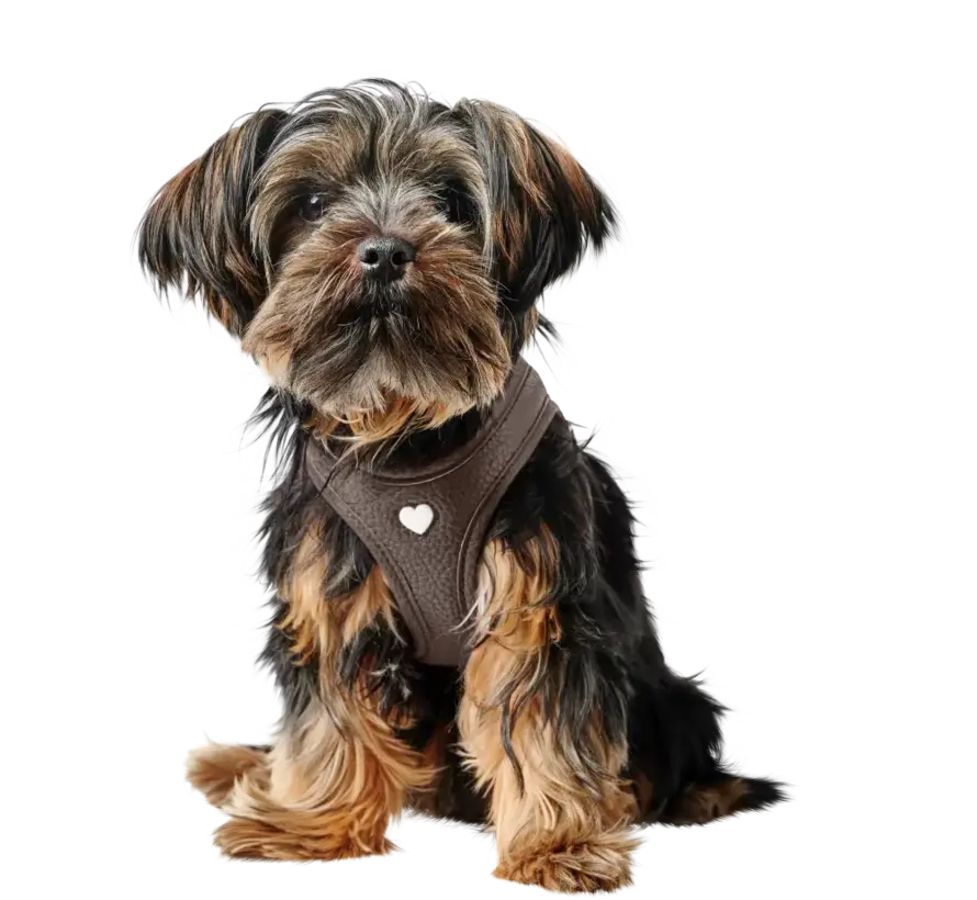 Dog Harness Love Brown