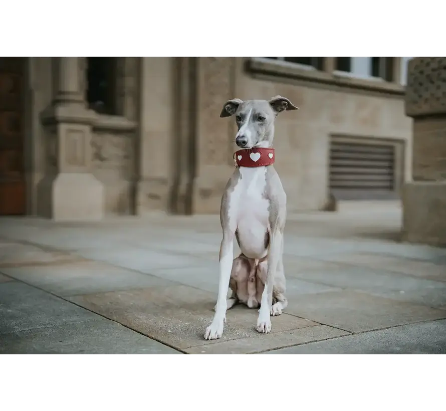 Greyhound Collar Love Red