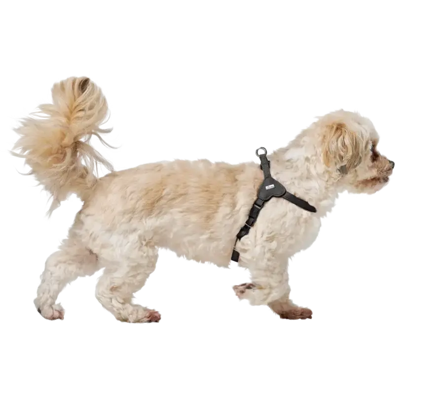 Soho Mini Dog Harness Black