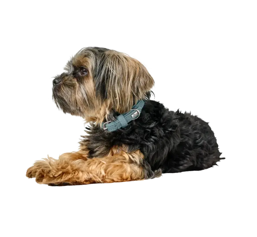 Dog Collar Soho Mini Blue