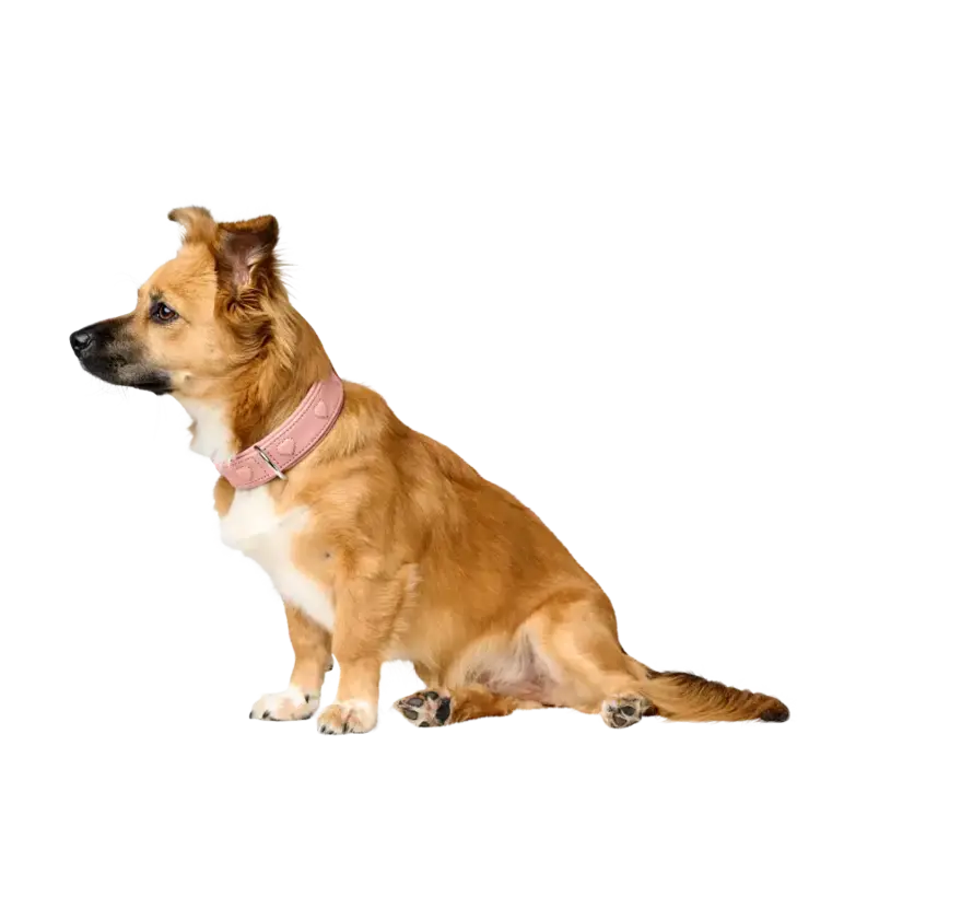 Dog Collar Soho X Love Pink