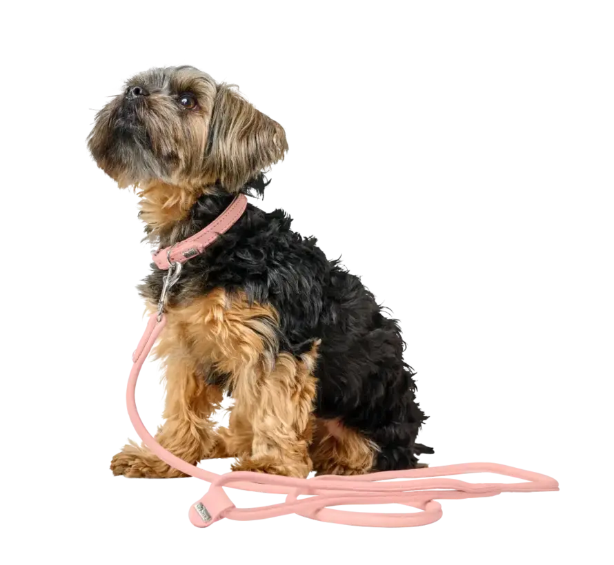 Hondenriem Soho Round Mini Roze