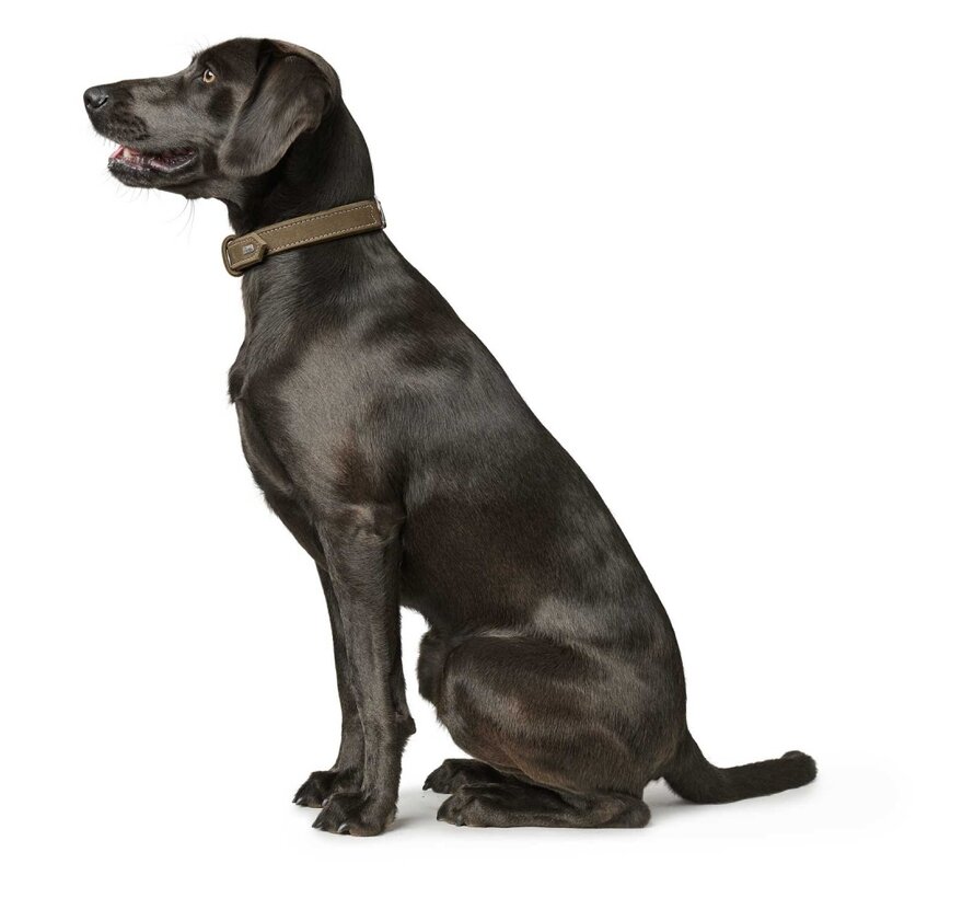 Dog Collar Hunting Olive