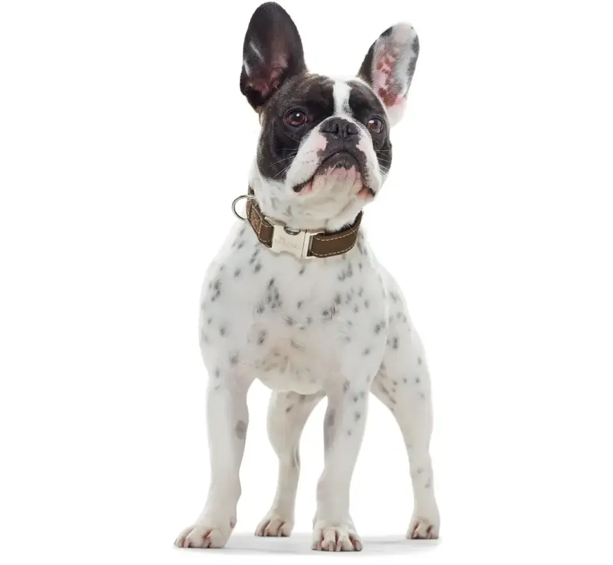 Dog Collar Hunting Alu Strong Olive