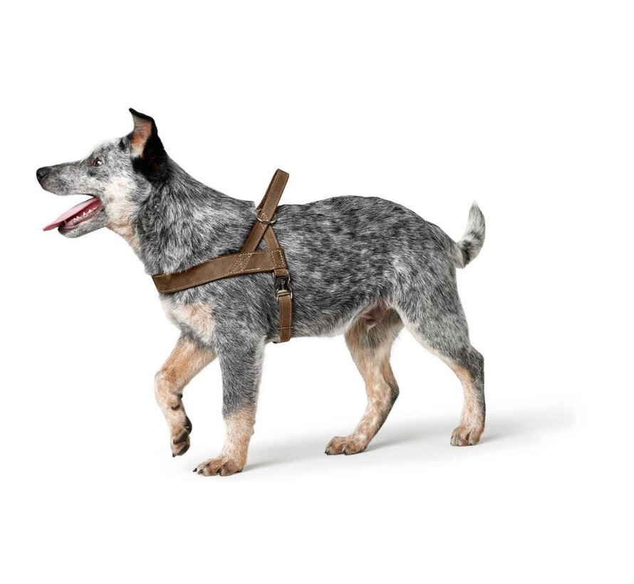 Norwegian Dog Harness Hunting Black - Copy