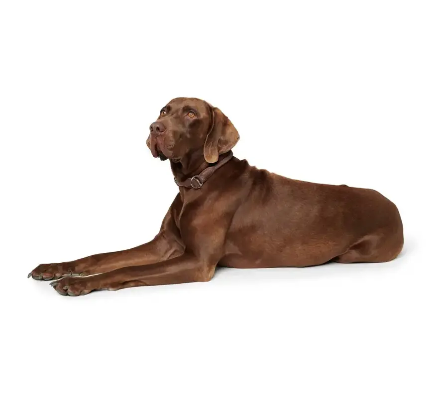 Retrieverhalsband Round & Soft Bruin