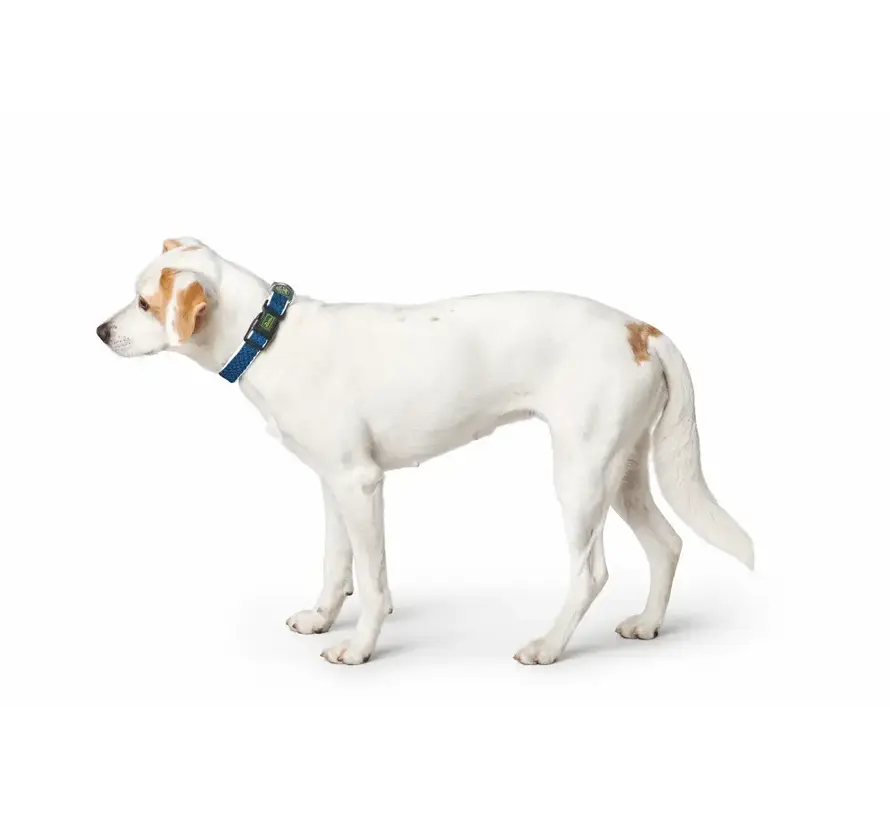 Dog Collar Hilo Blue