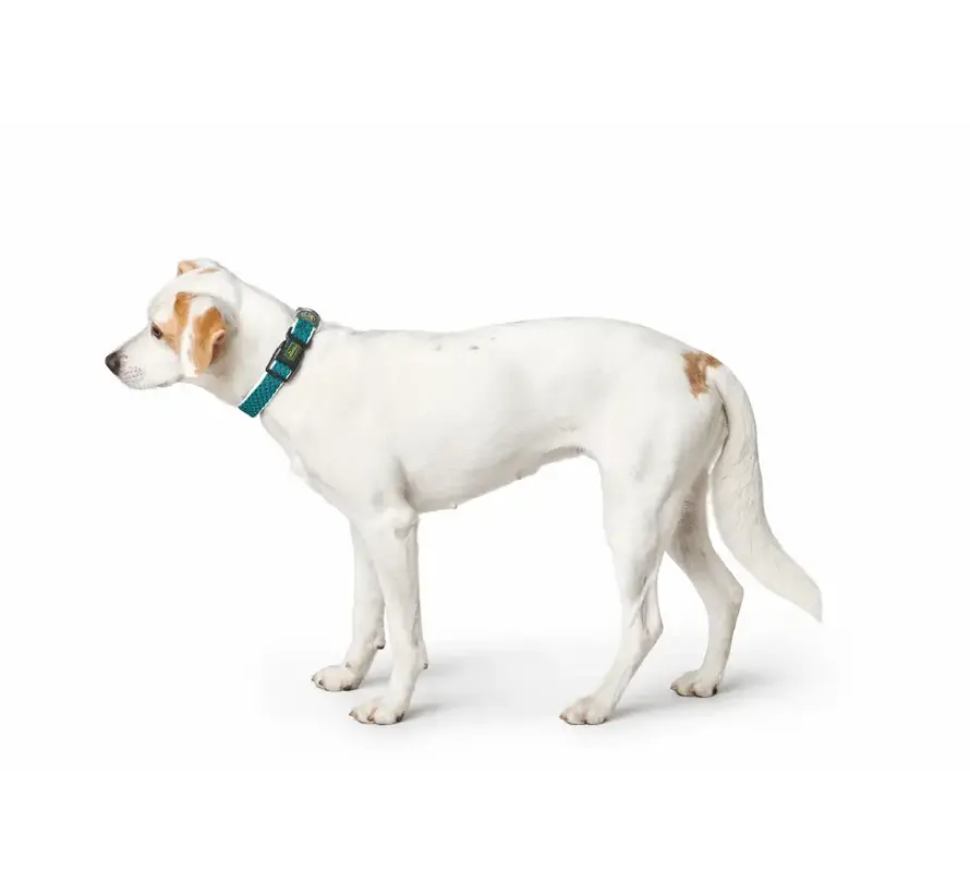 Hondenhalsband Hilo Turquoise