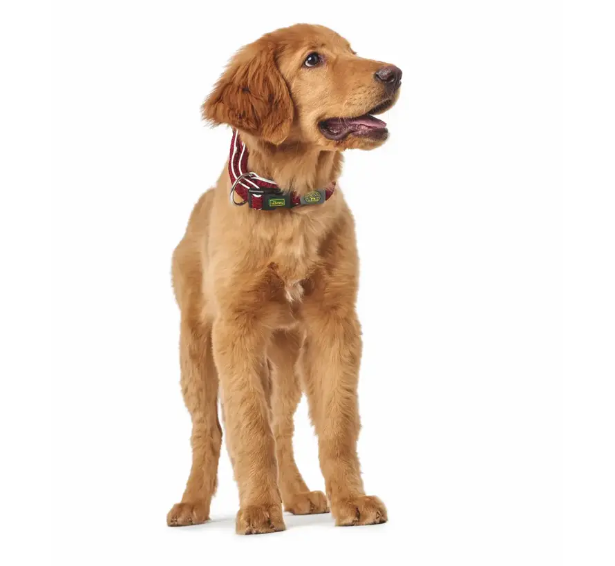 Dog Collar Hilo Vario Plus Red
