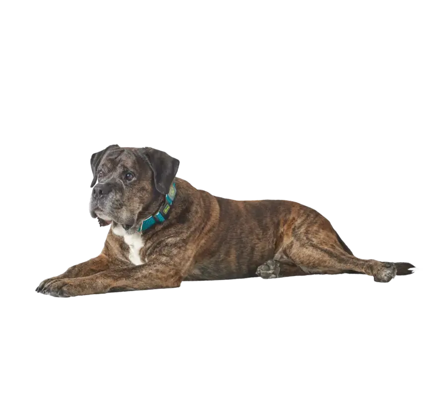 Dog Collar Hilo Vario Plus Turquoise