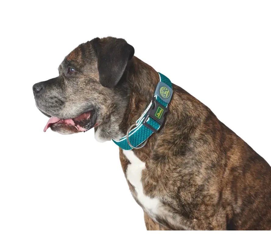 Dog Collar Hilo Vario Plus Turquoise