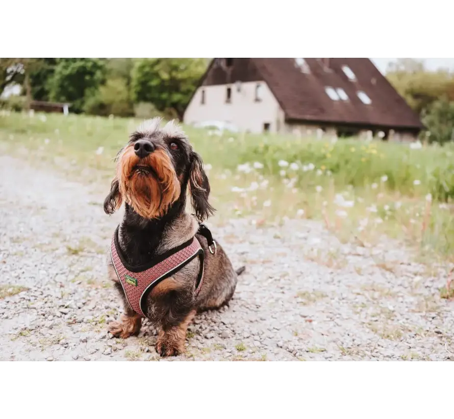 Hondentuig Hilo Comfort Oud Roze