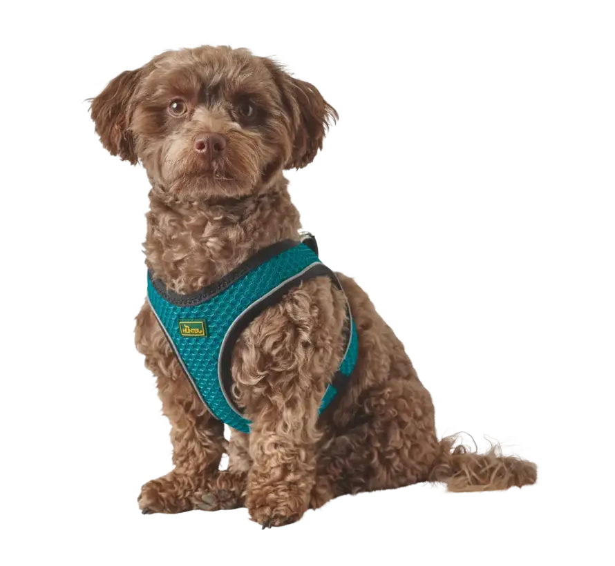 Hondentuig Hilo Comfort Turquoise