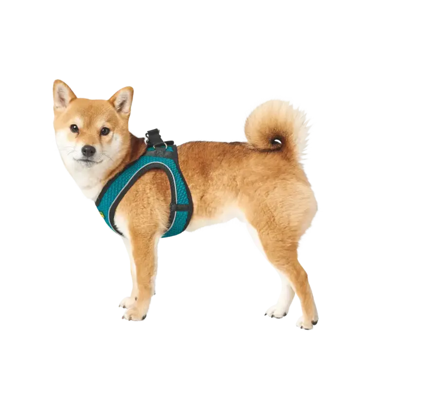 Dog Harness Hilo Comfort Turquoise