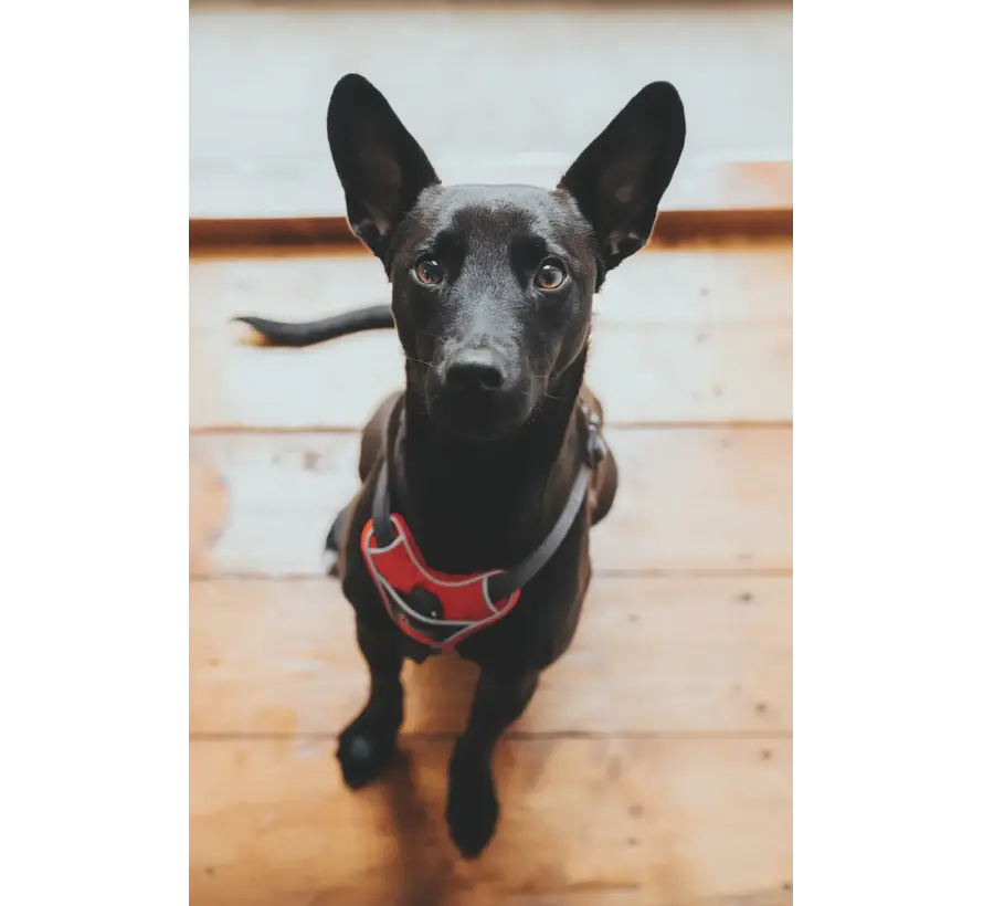Dog Harness Divo Red