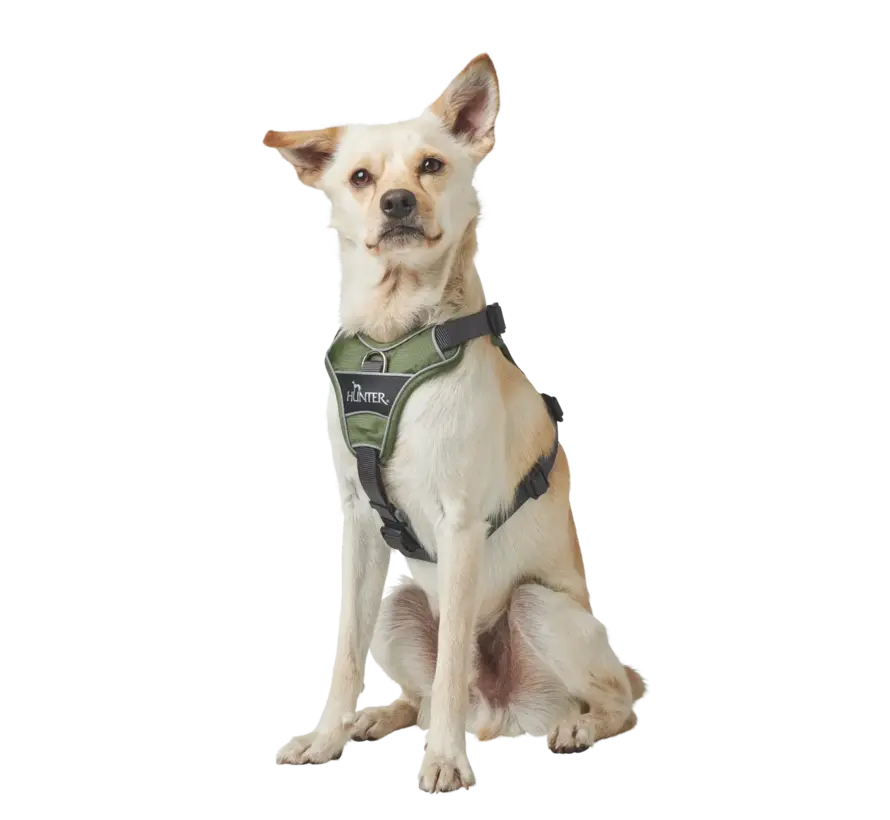Dog Harness Divo Green
