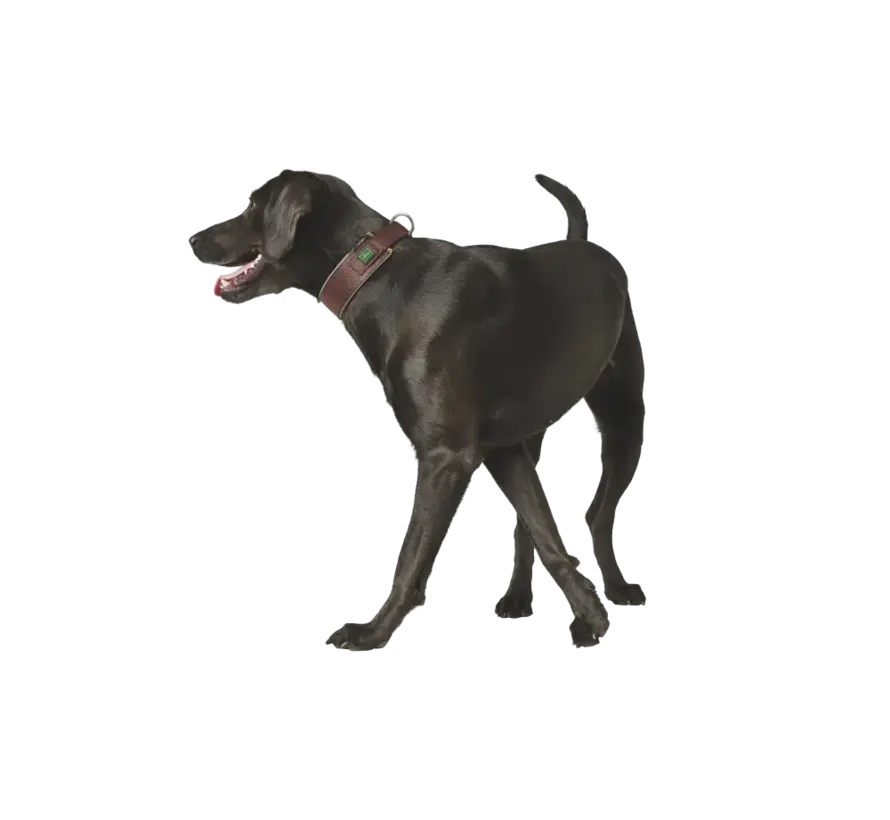 Dog Collar Neoprene Reflect Brown