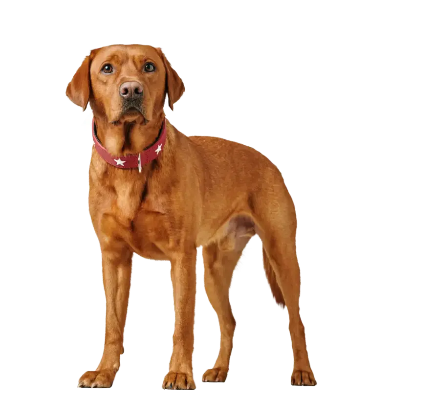 Dog Collar Magic Star Red