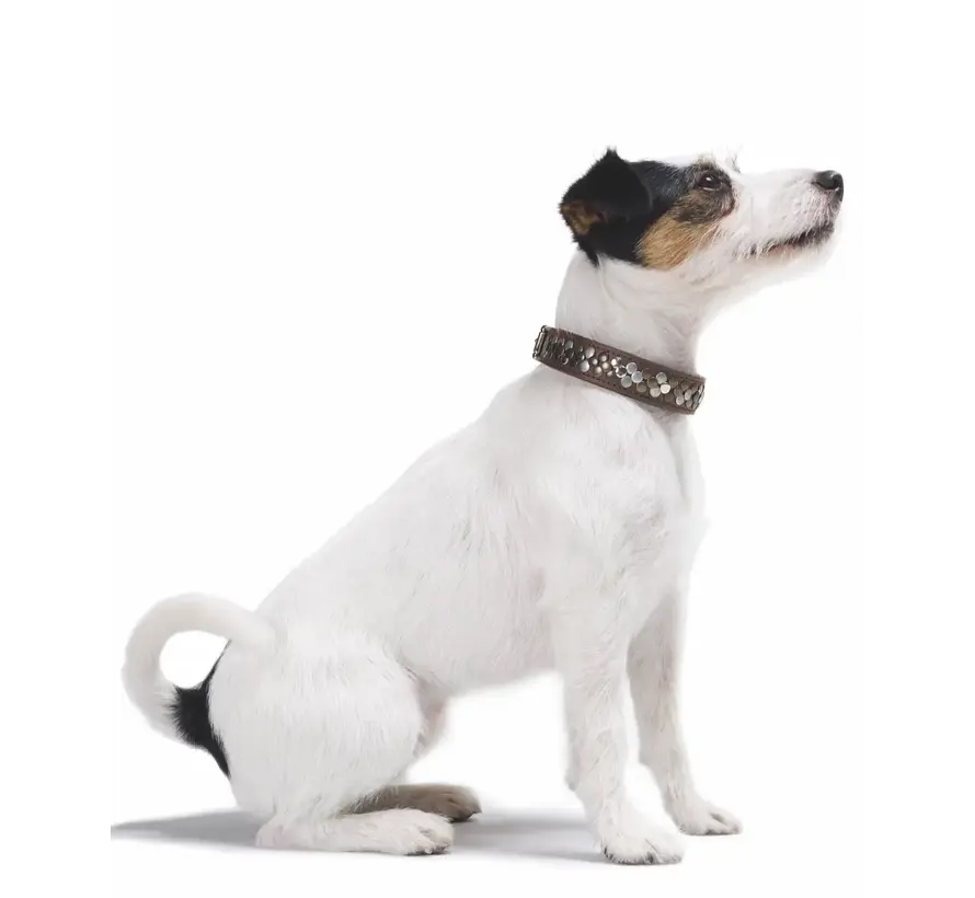 Dog Collar Arizona Up Brown