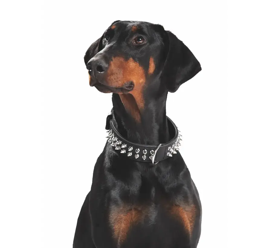 Dog Collar Rambo