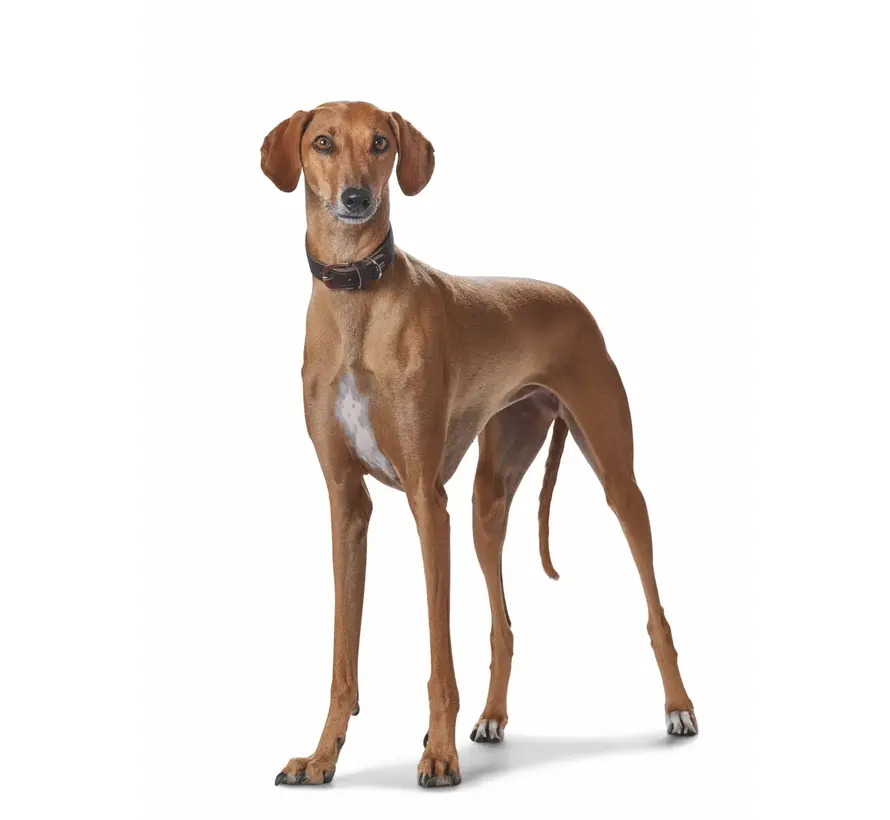 Greyhound Collar Super Soft Brown